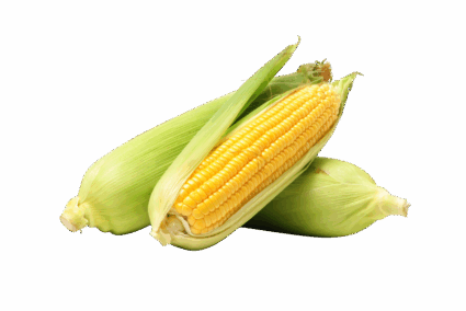 Jagung Manis Jagung Manis