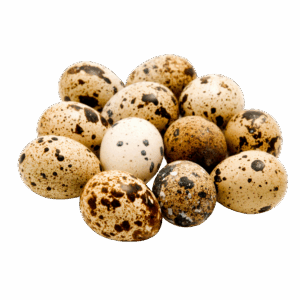 Telur Puyuh