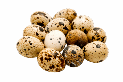 Telur Puyuh Telur Puyuh